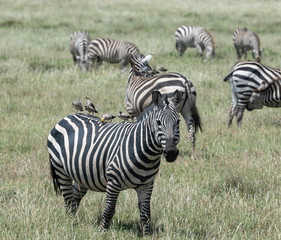 Fototapeta na wymiar Zebra with birds on the back