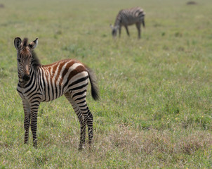 Fototapeta na wymiar Zebra kid