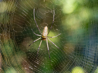 Obraz premium Golden Orb-web Spider (Nephila pilipes) in Kinabatangan Wildlife Sanctuary, Sabah, Borneo, Malaysia