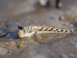 Silver-lined Mudskipper (Periophthalmus argentilineatus), Bako National Park, Sarawak, Borneo, Malaysia