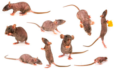 Naklejka premium rat dumbo gray collection set isolated on white background