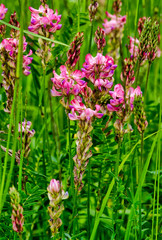 Sainfoin sauvage à Corveissiat, France