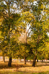 Fototapeta na wymiar Autumn background, yellowed leaves on the poplar trees.