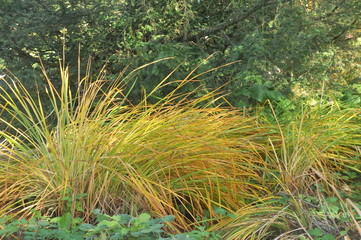 Trawy kolorowe w parku jesienią © Tomasz