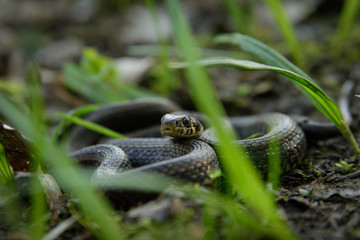 Natrix, Snake, Colubridae in the forest, close up.