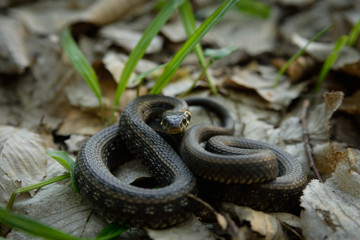 Natrix, Snake, Colubridae in the forest, close up.