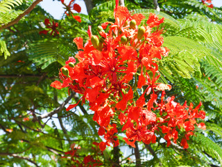 Delonix royal is one of the five most beautiful trees in the world