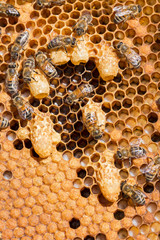 Bees work near the larva of the Queen Bee. Royal jelly in queen cell. bees and queen bees larvae on honeycomb