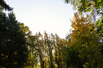 Panorama of a path through a lush green summer forest