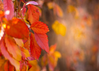 Warm autumn background of red and yellow leaves in the foreground