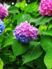 Fototapeta premium hydrangeas in the garden