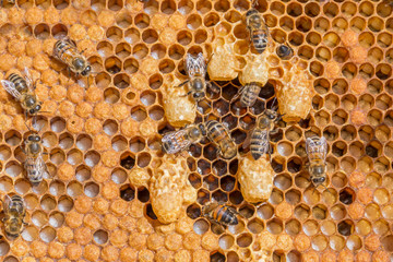 Bees work near the larva of the Queen Bee. Royal jelly in queen cell. bees and queen bees larvae on honeycomb