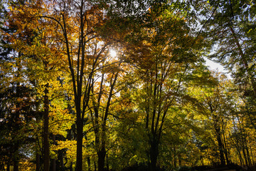 New leaf and sun ray. Summer nature. Sunlight in trees of green forest