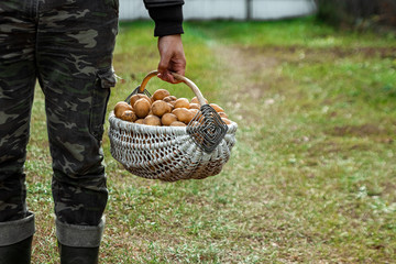 The farmer holds in his hands fresh potatoes in a basket, organic vegetables, close-up. The concept of a garden, cottage, harvest.