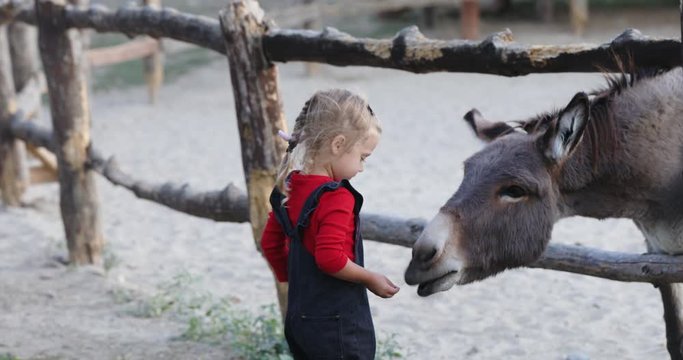 cute blonde little girl feeds hungry burros with grass and walks away from fence on agricultural farm close view