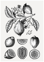 Vintage Ink hand drawn citrus fruits collection. Vector illustration of highly detailed lemons branch - citrus fruits sketches. Perfect for packing, greeting cards, invitations, prints etc