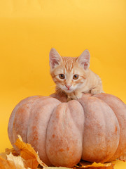 Cute ginger kitten is playing with dry autumn leaves on a pumpkin.