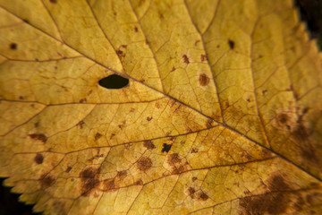 Close-up view of a pattern of beautiful yellow dried leaf.