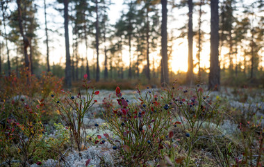 Wild blueberries in the forest in Sweden
