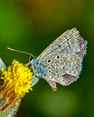 Hemiargus hanno Butterfly - Little gray and beige butterfly feeding on flower - Nature macro photography