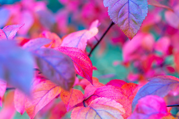 Colorful autumnal background with red leaves close up. Multicolored foliage in the park for the cover, banner, postcard, screen saver. Autumn concept.