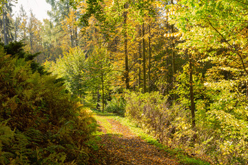 Fototapeta na wymiar Panorama of a path through a lush green summer forest