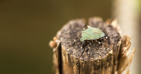 Selective focus close up on green beetle Nezara viridula walks on rotten wood