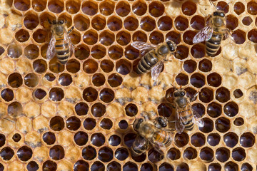 Bees working on honey comb filled with honey. closeup of bees on honeycomb in apiary. Bees on honey comb filled with honey, closeup. Close up view of the working bees on honeycells.