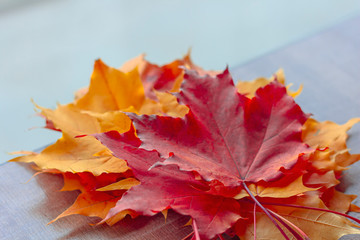 A bouquet of yellow and orange maple leaves on a table in the cafe. Colorful autumnal leaves close up. Autumn concept.