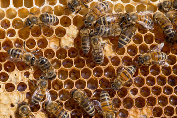 Bees working on honey comb filled with honey. closeup of bees on honeycomb in apiary. Bees on honey comb filled with honey, closeup. Close up view of the working bees on honeycells.