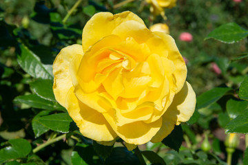 Happy Go Lucky Rose-2