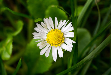 Obraz premium The view directly above the white flowers Michaelmas daisy on the green meadows.