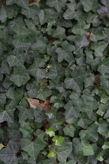 Wilde Efeuranken - Textur