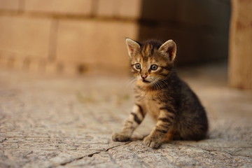 tabby kitten sitting on the stone floor in a summer yard.