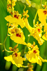Obraz premium Orchid Oncidium Aloha Iwanaga yellow