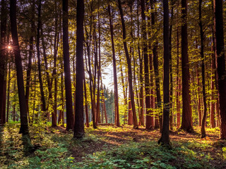 Bavarian Forest walk through in green summer impressions