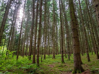 Fototapeta premium Bavarian Forest walk through in green summer impressions