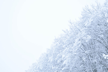 Landscapes of the winter forest with falling snow - wonderland park with snowfall. Snowy winter landscape scene - Image