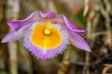 Dendrobium Loddigesii lilac and yellow orchid