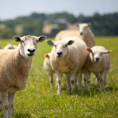 Fototapeta premium Mouton dans une prairie en France