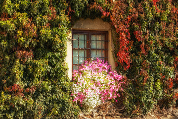 Fototapeta na wymiar Building wall and window beautifully overgrown with creepers, autumn colors and flowers