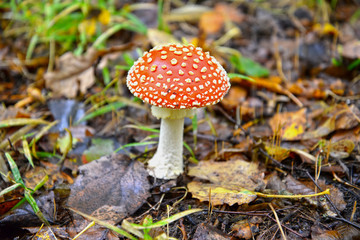 Young Muhomor Red (Amanita muscaria (L.) Hook.)