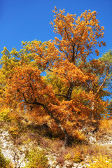 Trees in Fall colors, Sunny day, Landscape
