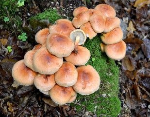 False rock brick-red (Hypholoma lateritium (Schaeff.) P. Kumm), plan view