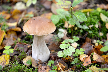King bolete (Boletus edulis Bull.)