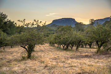 Ecological Apple orchard