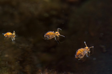 Springtails on water