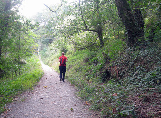 Obraz premium Lone walker woodland path