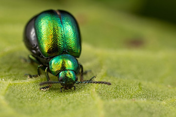 green beetle on leaf