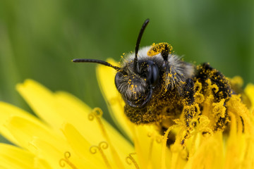 Solitary Bee with pollen in a yellow flower